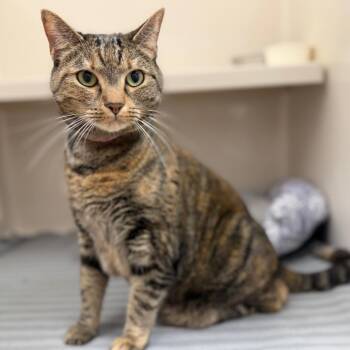 Dylan! -  Domestic Short Hair Cat for Adoption in Sarasota, Florida - Dylan! | PetCurious