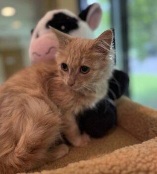 Goldfinch -  Domestic Medium Hair Cat for Adoption in Midland, Virginia - Goldfinch | PetCurious