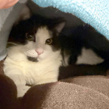 Rescue Domestic Short Hair Cats for Adoption in Voorhees Township, New Jersey - Klutz | PetCurious