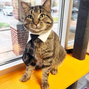 Richie - A dapper young kitty -  Domestic Short Hair Cat Available for Adoption in Oshkosh, Wisconsin - Richie - A Dapper Young Kitty | PetCurious