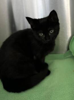 Robin -  Domestic Short Hair Cat for Adoption in Westland, Michigan - Robin | PetCurious