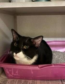 Domestic Short Hair Cats Available for Adoption in Mason City, Iowa - Linus | PetCurious