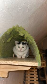 Rescue American Shorthair Cats for Adoption in Terre Haute, Indiana - Pip | PetCurious