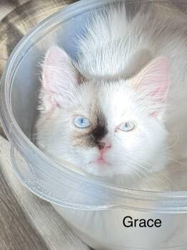 Grace -  Domestic Medium Hair Cat for Adoption in Frederick, Maryland - Grace | PetCurious