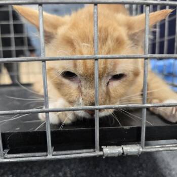 Domestic Short Hair Cats Available for Adoption - Shrimp | PetCurious