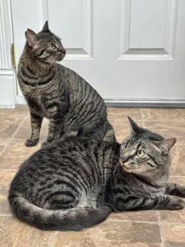Jazlyn -  Domestic Short Hair Cat for Adoption in Bellevue, Washington - Jazlyn | PetCurious