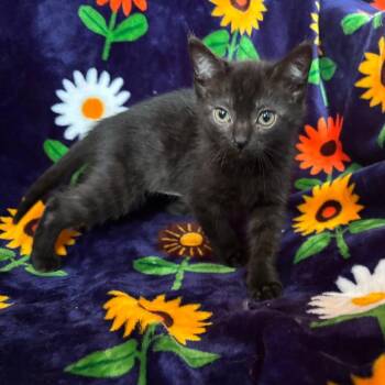 Silky -  Domestic Short Hair Cat Available for Adoption in Parkersburg, West Virginia - Silky | PetCurious