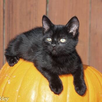 Rescue Domestic Short Hair Cats for Adoption in Santa Rosa, California - Cole | PetCurious