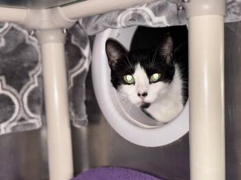 Domestic Short Hair Cats Available for Adoption in Olean, New York - Betty Crocker | PetCurious