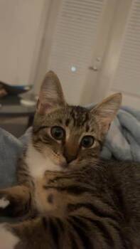 Copper -  Domestic Short Hair Cat for Adoption in Wilmington, North Carolina - Copper | PetCurious