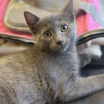 COBBLER -  Domestic Short Hair Cat for Adoption in Fernandina Beach, Florida - COBBLER | PetCurious