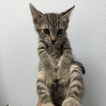 Oregon -  Domestic Short Hair Cat for Adoption in Redwood City, California - Oregon | PetCurious
