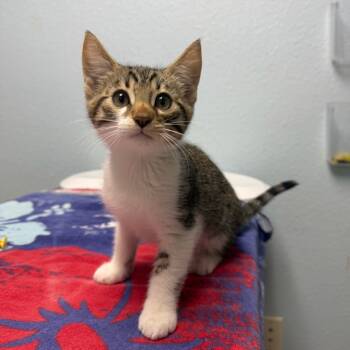 Rescue Domestic Short Hair Cats for Adoption in Riverside, California - Loafer | PetCurious