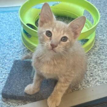 Casper (ID 51660) -  Domestic Short Hair Cat for Adoption in Manassas, Virginia - Casper (ID 51660) | PetCurious