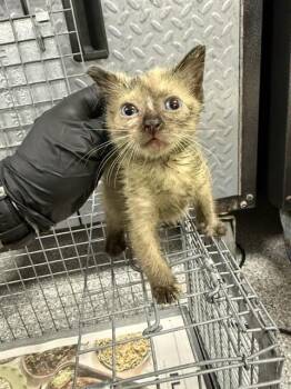Siamese Cats Available for Adoption in Pasadena, Texas - A184909 | PetCurious