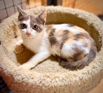 T - Peanut -  Domestic Short Hair Cat for Adoption in Newnan, Georgia - T - Peanut | PetCurious