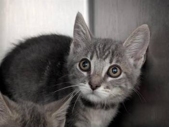 A883866 -  Domestic Short Hair Cat for Adoption in Camarillo, California - A883866 | PetCurious