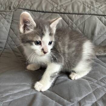 Zion in Reisterstown, MD -  Domestic Short Hair Cat for Adoption - Zion In Reisterstown, MD | PetCurious