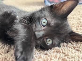 Jan -  Domestic Short Hair Cat for Adoption in Magnolia, Texas - Jan | PetCurious