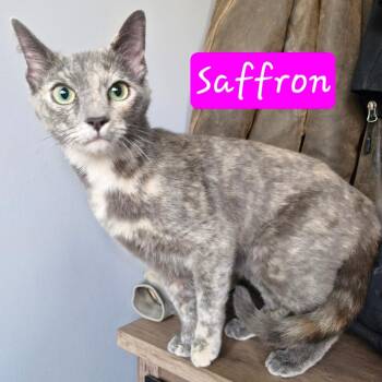 Domestic Short Hair Cats Available for Adoption - Saffron | PetCurious