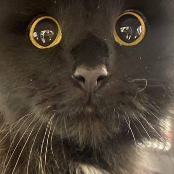 Domestic Medium Hair Cats Available for Adoption in Pittsburgh, Pennsylvania - Looney Tuna | PetCurious
