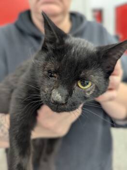 Rescue Domestic Short Hair Cats for Adoption in West Chester, Pennsylvania - Wednesday | PetCurious