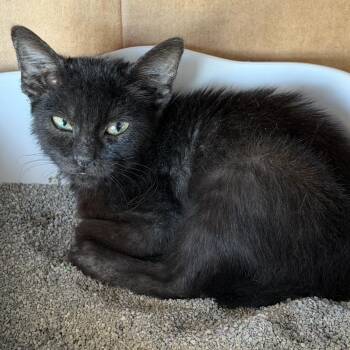 Bo -  Domestic Short Hair Cat for Adoption in Long Beach, California - Bo | PetCurious