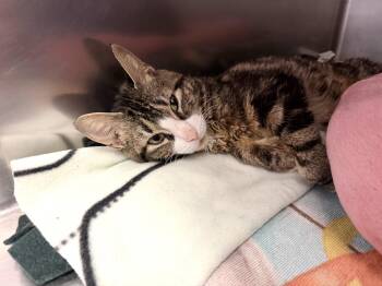 Domestic Short Hair Cats Available for Adoption - Amanda | PetCurious