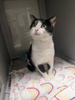 Domestic Short Hair Cats Available for Adoption in Louisburg, North Carolina - Dexter | PetCurious
