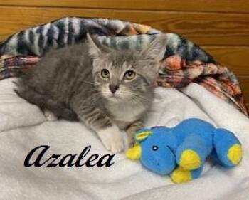 Azalea -  Tabby Cat for Adoption in Southern Pines, North Carolina - Azalea | PetCurious