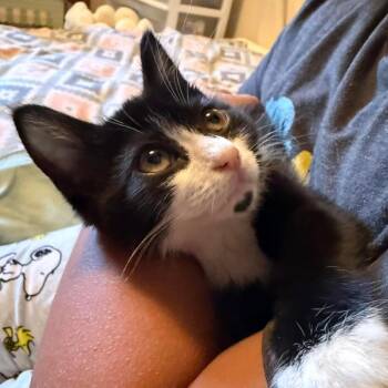 Zooble -  Domestic Short Hair Cat for Adoption in Springfield, Ohio - Zooble | PetCurious