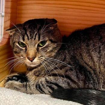 Breadstick -  Domestic Short Hair Cat for Adoption in New Philadelphia, Ohio - Breadstick | PetCurious