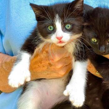 Paulie - Sweet and affectionate -  Domestic Short Hair Cat for Adoption in Muskego, Wisconsin - Paulie - Sweet And Affectionate | PetCurious
