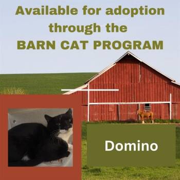 DOMINO BARN CAT -  Domestic Short Hair Cat for Adoption in Westminster, Maryland - DOMINO BARN CAT | PetCurious