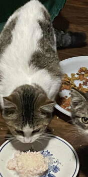 Rescue Tabby and Domestic Short Hair Cats for Adoption - Jamie Apple | PetCurious