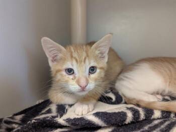 Domestic Short Hair Cats Available for Adoption in Salinas, California - VANELLOPE | PetCurious