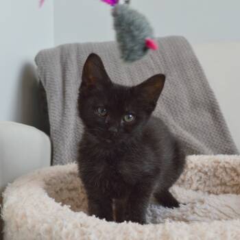Rescue Domestic Long Hair Cats for Adoption in North Battleford, Saskatchewan - Cadet Blackbean | PetCurious