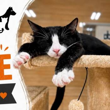 Gene -  Tuxedo Cat for Adoption in Atlanta, Georgia - Gene | PetCurious