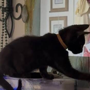 Domestic Short Hair Cats Available for Adoption - Lemon | PetCurious