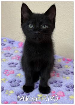 Bombay Cats Available for Adoption in Orange, California - Mikari | PetCurious