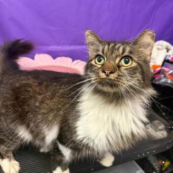 Willow 4 -  Domestic Long Hair Cat for Adoption in North Myrtle Beach, South Carolina - Willow 4 | PetCurious