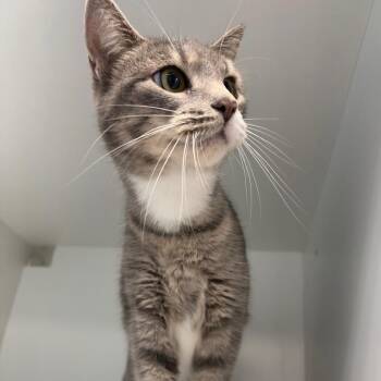 Lila -  Domestic Short Hair Cat for Adoption in Port Richey, Florida - Lila | PetCurious