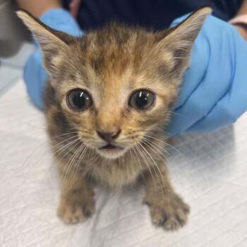 Veronica -  Domestic Short Hair Cat for Adoption in Summerville, South Carolina - Veronica | PetCurious