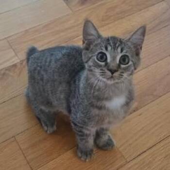 Igor (bobtail) -  Domestic Short Hair Cat for Adoption in Chattanooga, Tennessee - Igor (bobtail) | PetCurious