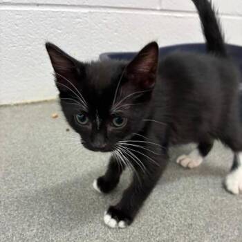 Vestal -  Domestic Short Hair Cat for Adoption in Carencro, Louisiana - Vestal | PetCurious