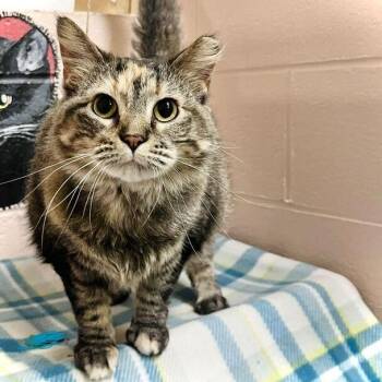 Celia -  Domestic Medium Hair Cat for Adoption in Owosso, Michigan - Celia | PetCurious
