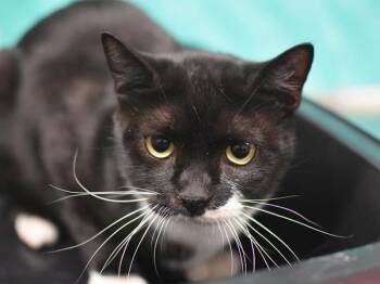 Cookie -  Domestic Short Hair Cat for Adoption in Portland, Oregon - Cookie | PetCurious