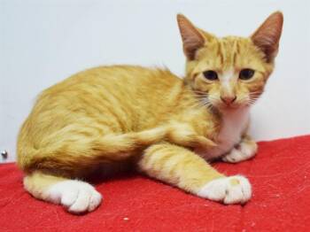 TAU -  Domestic Short Hair Cat for Adoption in Sacramento, California - TAU | PetCurious
