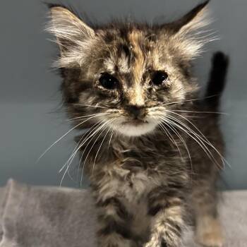 Doughnut -  Domestic Short Hair Cat for Adoption in Chattanooga, Tennessee - Doughnut | PetCurious