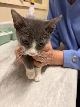 Balbo -  Domestic Short Hair Cat for Adoption in Plattsburgh, New York - Balbo | PetCurious